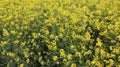 Beautiful yellow oil seed rape, Brassica napus flowers. Golden blossoming field in sunny day. Rural landscape. Farming Royalty Free Stock Photo