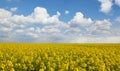 Beautiful yellow oil seed rape flowers in the field Royalty Free Stock Photo