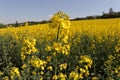 Beautiful yellow oilseed rape, Brassica napus flowers. Golden blossoming field and fluffy blue sky on a sunny day. Rural Royalty Free Stock Photo