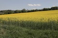 Beautiful yellow oilseed rape, Brassica napus flowers. Golden blossoming field and fluffy blue sky on a sunny day. Rural Royalty Free Stock Photo