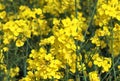 Beautiful yellow oilseed rape field with a sunny blue sky in summer found in northern germany Royalty Free Stock Photo