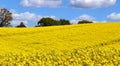 Beautiful yellow oilseed rape field with a sunny blue sky in summer found in northern germany Royalty Free Stock Photo