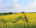 Beautiful yellow oilseed rape field with a sunny blue sky in summer found in northern germany Royalty Free Stock Photo