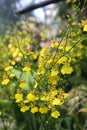 Beautiful yellow oncidium orchid flowers with green leaves in the garden