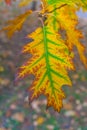 Beautiful yellow and orange autumn maple leaves with green in the middle closeup Royalty Free Stock Photo