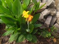 beautiful yellow orange canna flower