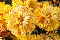 Beautiful yellow orange chrysanthemums in green leaves. Bush of autumn chrysanthemums. Garden plants, growing flowers Royalty Free Stock Photo