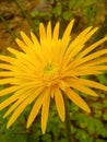 Beautiful yellow and orange color flower