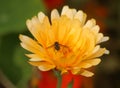Dahlia flowers with bumble bees in the center, blooming in a garden Royalty Free Stock Photo