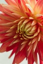 Beautiful yellow and orange dahlia flower center detail