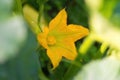 Beautiful yellow - orange flower of blooming pumpkin. Macro detail of gourd in blossom in homemade garden. Close up. Royalty Free Stock Photo