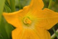 Beautiful yellow - orange flower of blooming pumpkin. Macro detail of gourd in blossom in homemade garden. Close up. Royalty Free Stock Photo