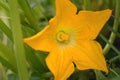 Beautiful yellow - orange flower of blooming pumpkin. Macro detail of gourd in blossom in homemade garden. Close up. Royalty Free Stock Photo