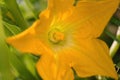 Beautiful yellow - orange flower of blooming pumpkin. Macro detail of gourd in blossom in homemade garden. Close up. Royalty Free Stock Photo