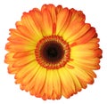 Beautiful yellow and orange Gerbera daisies in top view,  isolated on white background, including clipping path Royalty Free Stock Photo