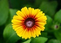 Beautiful yellow and orange globular or Black Eyed Susan flower in the summer garden Royalty Free Stock Photo