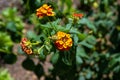 Very nice beautiful yellow orange lantana camera or Spanish Flag flowers Royalty Free Stock Photo