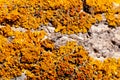 Orange lichen tree texture, background, sunny day Royalty Free Stock Photo