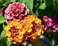 Beautiful yellow,orange and pink Lantana camara flowers in tropical garden of Tenerife,Canary Islands,Spain.