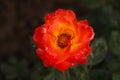 Beautiful yellow orange rose flower in the garden. Royalty Free Stock Photo