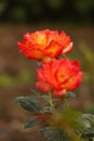 Beautiful yellow orange rose flower in the garden. Royalty Free Stock Photo