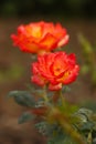 Beautiful yellow orange rose flower in the garden. Royalty Free Stock Photo