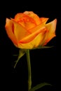 Beautiful yellow orange rose isolated on black Royalty Free Stock Photo