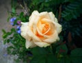 Beautiful yellow-orange rose with purple flowers in the background. Royalty Free Stock Photo