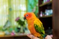 Sun Conure perched on the fingers of its owner a hand