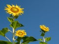 Beautiful yellow orange sunflower against blue sky background. Royalty Free Stock Photo