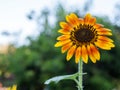 Beautiful yellow orange sunflower with nature green background. Royalty Free Stock Photo