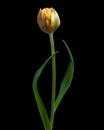 Yellow-orange tulip with green stem and leaves isolated on black background. Studio shot. Royalty Free Stock Photo