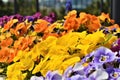 Beautiful yellow, orange, violet, and blue flowers