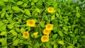 Beautiful yellow orchid flower blooming in garden with green leaves background. Beauty of natural, Flora or floral park Royalty Free Stock Photo