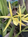 Beautiful yellow orchid flower in the garden, selective focus Royalty Free Stock Photo