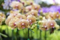 Beautiful yellow orchid flower over blurred colorful flower garden Royalty Free Stock Photo