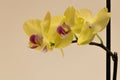 Beautiful yellow orchid flower with pink in the middle Royalty Free Stock Photo