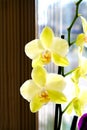 Beautiful yellow orchid flower room