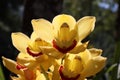 beautiful yellow orchid flowers bloom in summer