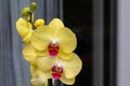 Beautiful yellow orchid flowers are blooming in the greenhouse Royalty Free Stock Photo