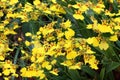 Beautiful yellow orchid flowers in the garden Royalty Free Stock Photo