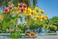 Beautiful yellow orchid flowers in tropical garden at seaside on Maldives