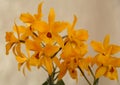 Beautiful yellow orchid of Laeliocattleya Gold Digger 'Orchidglades Mandarin