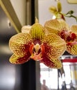 Beautiful yellow orchid with reddish brown spots and stunning massive petals