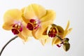 Beautiful yellow orchid on the white background.