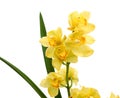 Beautiful yellow orchid on the white background.