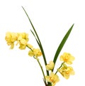 Beautiful yellow orchid on the white background.