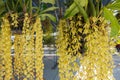 Beautiful yellow orchids flower tree (Coelogyne rochussenii) on the farm.