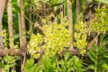 Beautiful yellow orchids in garden Royalty Free Stock Photo