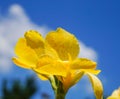 Beautiful yellow orcids plastic,on blue sky background Royalty Free Stock Photo